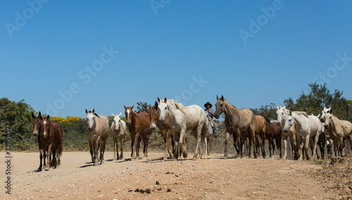 A Brazilian cowboy driving horses and mules along the Trans-Pantanal Highway.