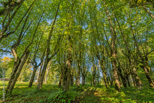 Beautiful green nature landscape of Europe