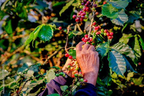 Arabica coffee bean cherries on tree being harvested, hand of farmer picking ripe coffee cherries, organic coffee plantation in Chiangrai, Thailand