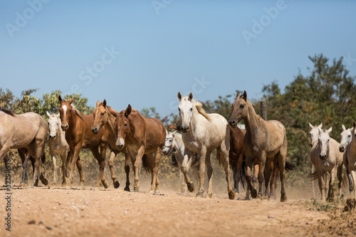Horses and mules being driven along the Trans-Pantanal Highway by cowboys.