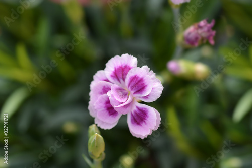Carnation Pink Kisses