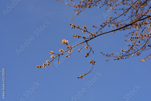 Silver maple