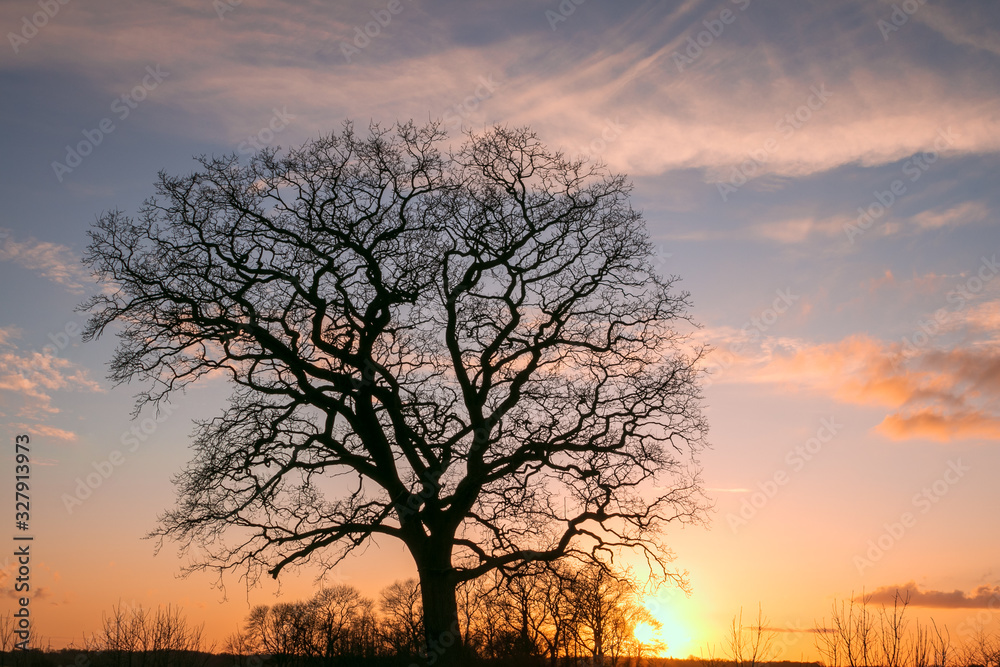 Baum ohne Blätter im Winter bei Sonnenuntergang, Abschied, Trauer