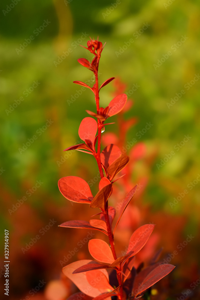 decorative, red barberry, landscape design decorative, red barberry, landscape design