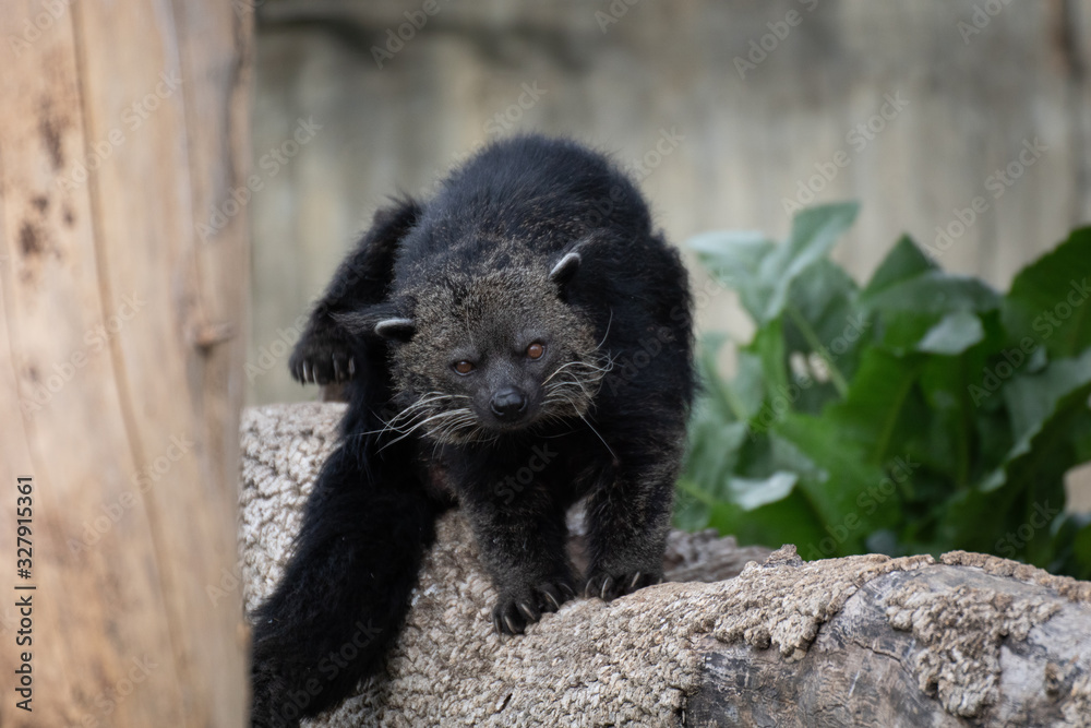 Portrait of a black bearcat also known as binturong on a log Portrait of a black bearcat also known as binturong on a log
