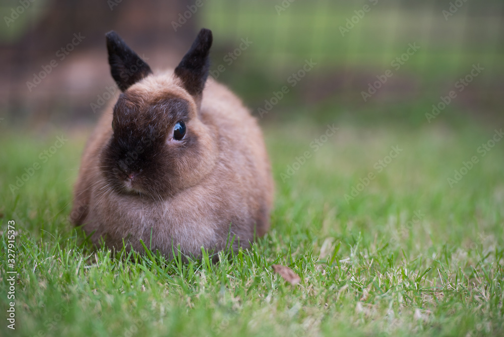 Cute brown rabbit on the green grass. Cute brown rabbit on the green grass.