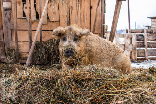 Adult hog breed Hungarian mangalitsa lies in the hay photo