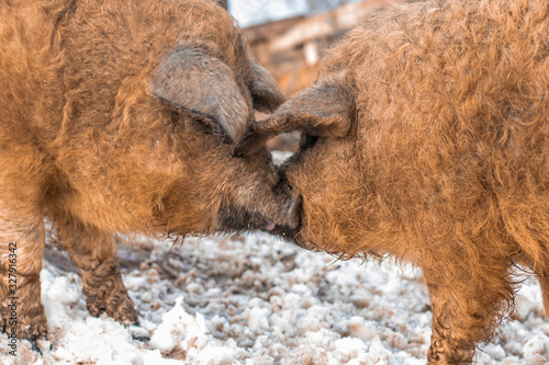 A pigs breed Hungarian mangalica kissing