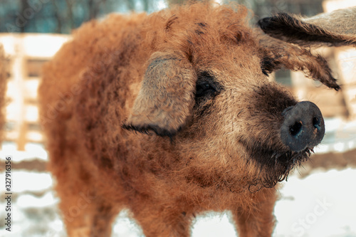 A red hungarian mangalitsa close up photo