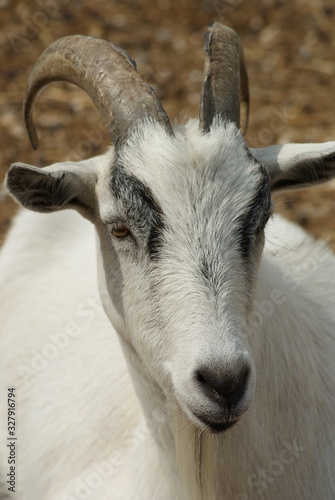 Goat © crystalseye