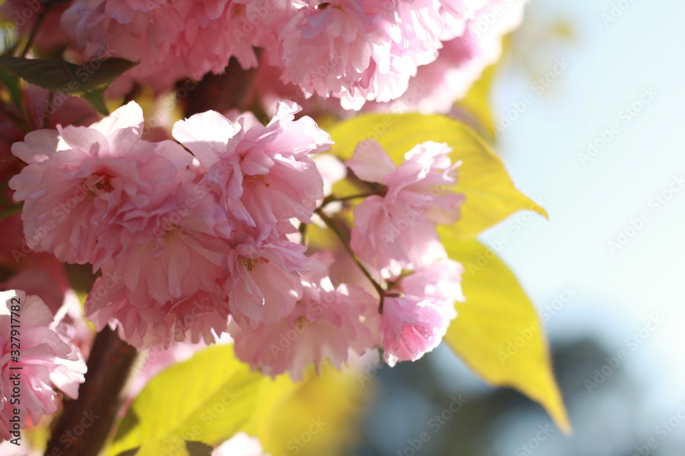 Fototapeta premium pink flowers on green background