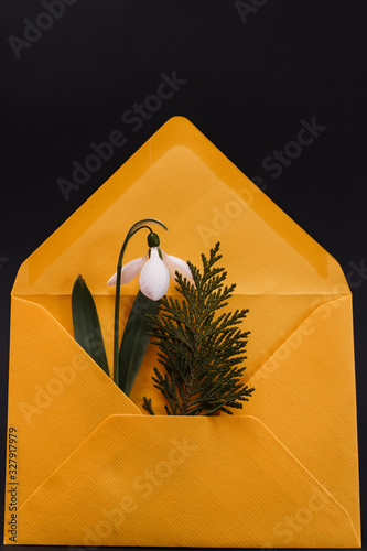Spring card with snowdrop and spruce twig in an yellow envelope isolated on black background, front view