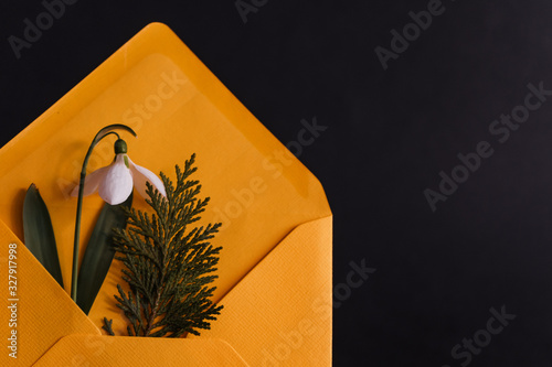 Spring card with snowdrop and spruce twig in an yellow envelope isolated on black background, front view
