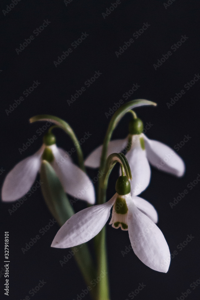 Close-up picture of white snowdrops isolated on black background Close-up picture of white snowdrops isolated on black background