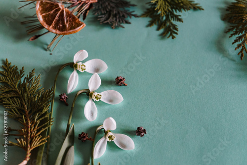 Spring time, Increasing position of snowdrops on a turquoise background, top view, modern and simple decor