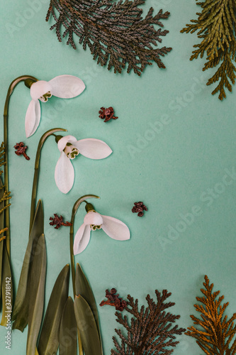 Spring time, Increasing position of snowdrops on a turquoise background, top view, modern and simple decor