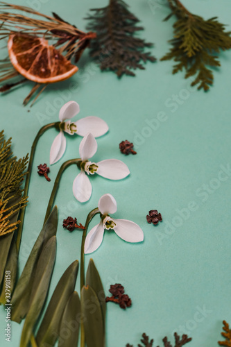 Spring time, Increasing position of snowdrops on a turquoise background, top view, modern and simple decor