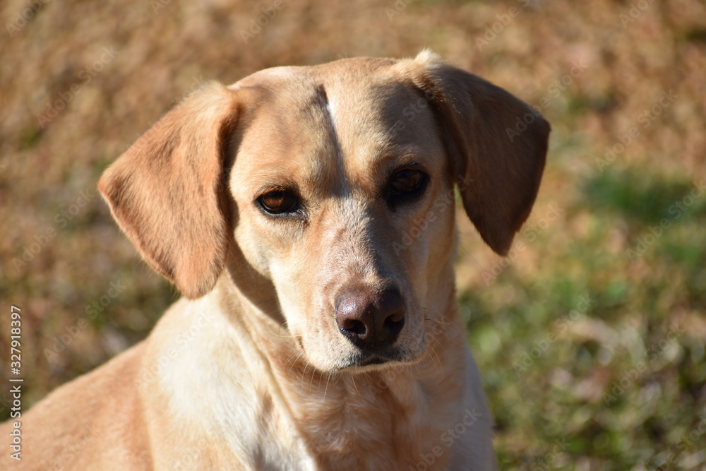 portrait of a dog