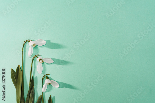 Spring time, Increasing position of snowdrops on a turquoise background, top view, modern and simple decor
