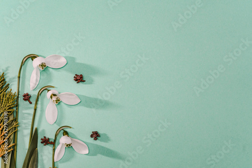 Spring time, Increasing position of snowdrops on a turquoise background, top view, modern and simple decor