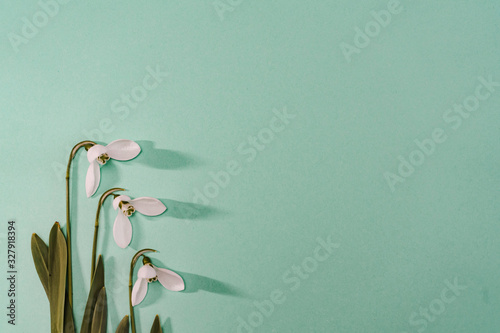 Spring time, Increasing position of snowdrops on a turquoise background, top view, modern and simple decor