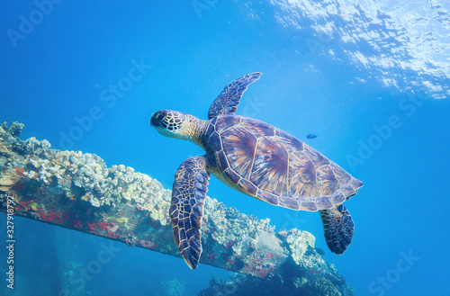 Hawaiian Green Sea turtle in coral reef Maui