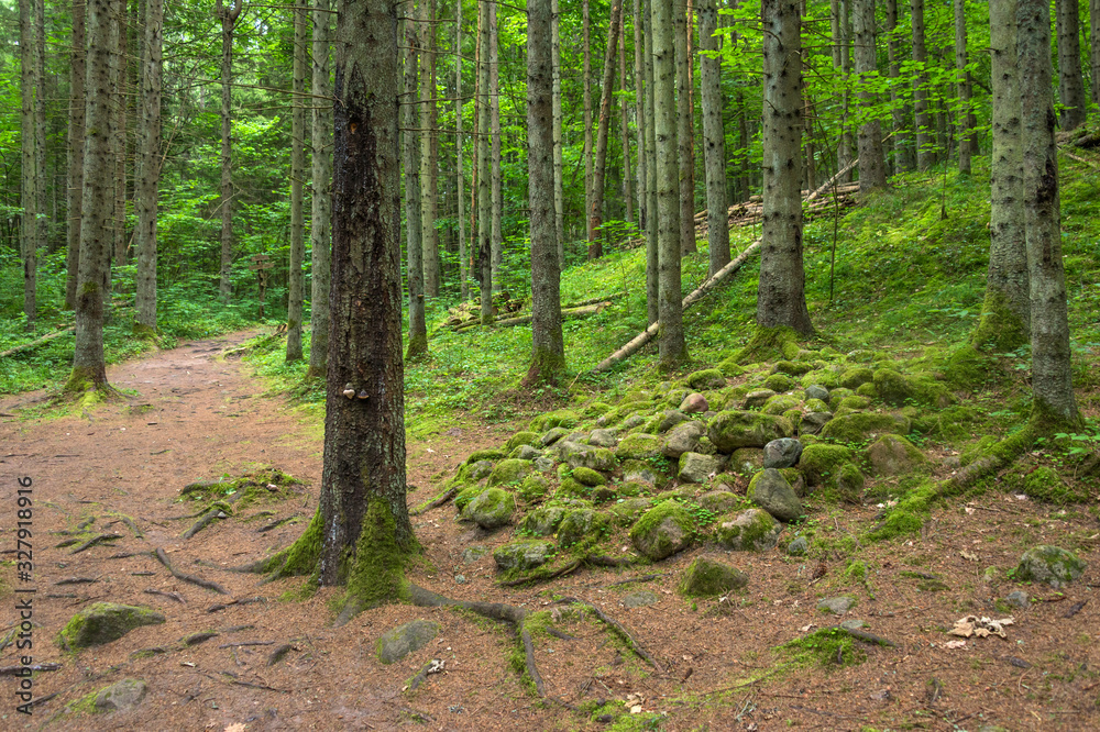 Beautiful green nature landscape of Europe