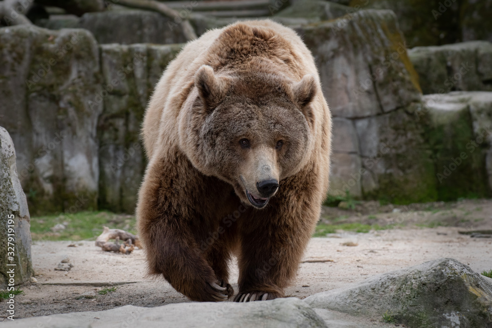 Portrait of a big brown bear male walking Portrait of a big brown bear male walking