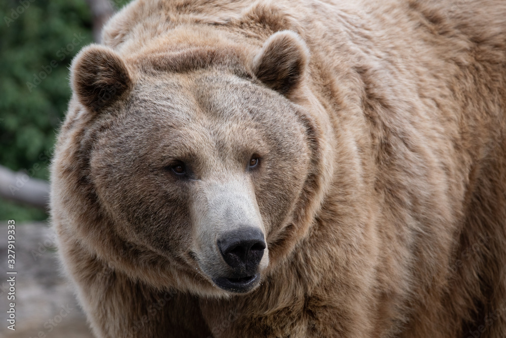 Face portrait of a brown bear with sweet look