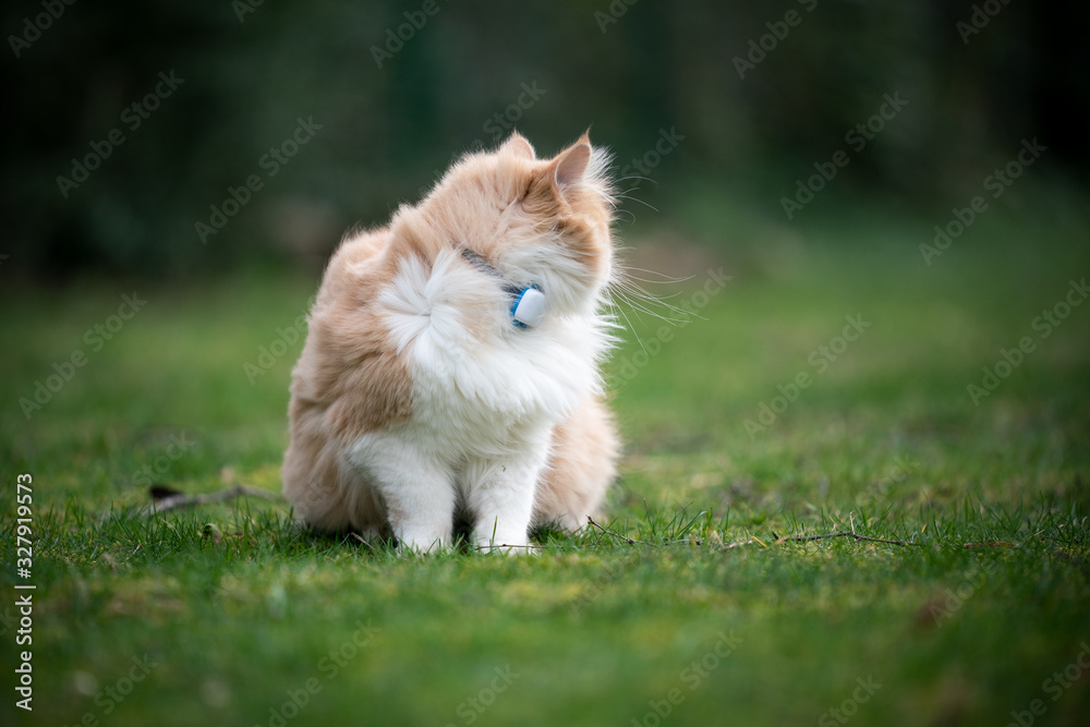 beige cream colored maine coon cat sitting on grass outdoors in the garden on a windy day looking back wearing gps tracker collar