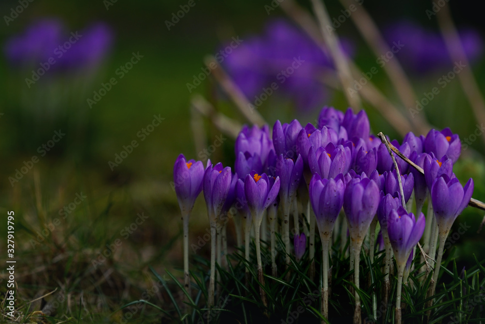 group of dark blue crocuses on the grass in the garden