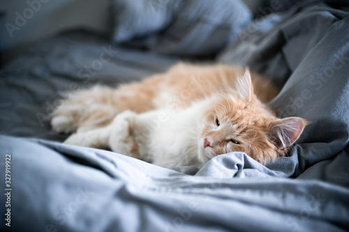 Billede på lærred cute beige cream colored maine coon cat lying in bed sleeping