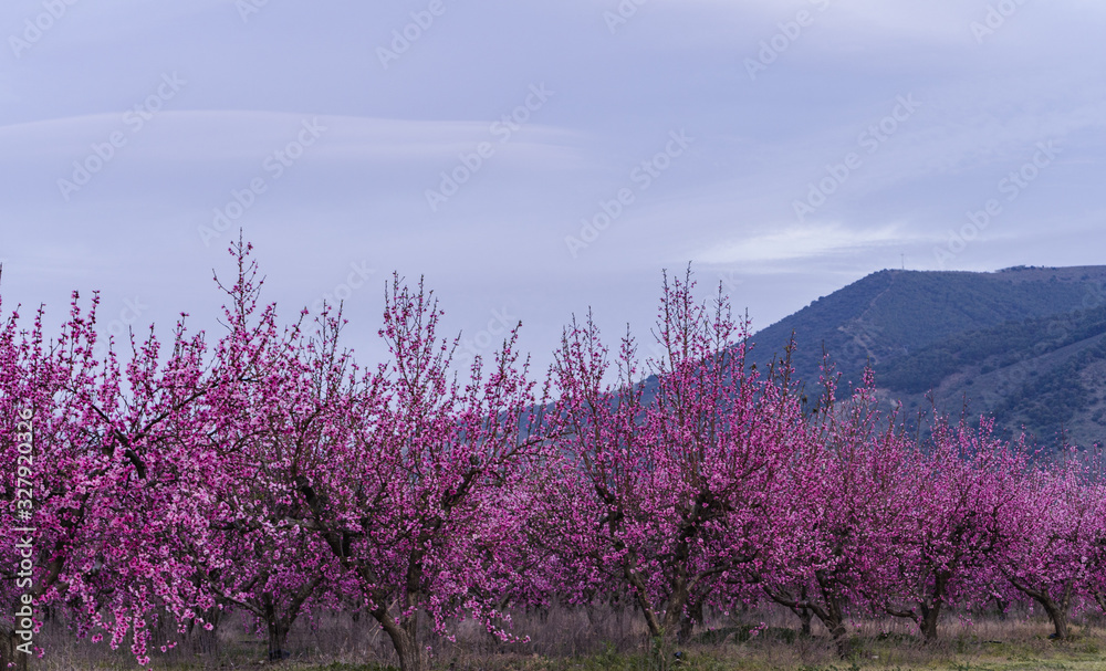 landscape with cherry blossoms, Granada. landscape with cherry blossoms, Granada.