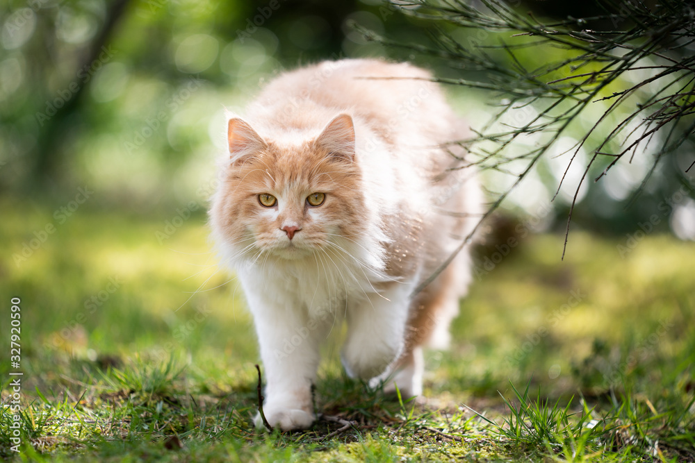 beige cream colored maine coon cat walking towards camera outdoors on the prowl