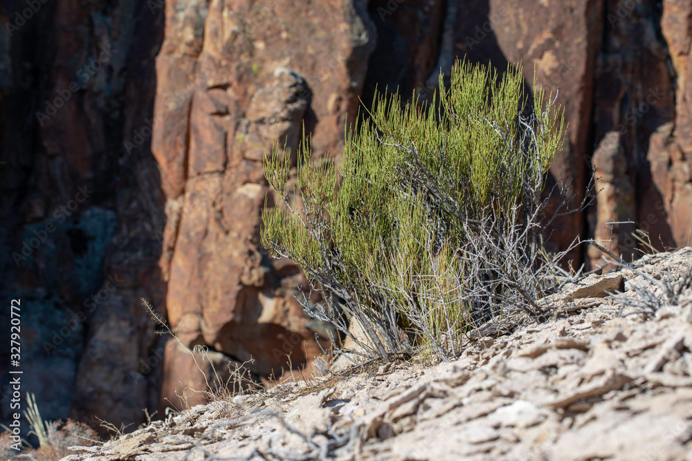 Mormon Tea (Ephedra viridis) is a gymnospem gnetophyte more closely related to conifers than flowering plants. It's deep green stems contain a stimulant that can be used for medicinal purposes.