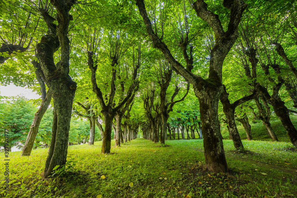 Beautiful green nature landscape of Europe Beautiful green nature landscape of Europe