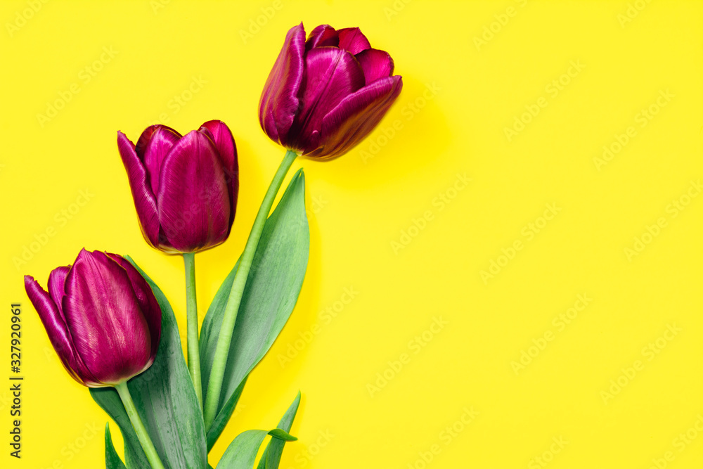 Purple tulips on a yellow background. Flat lay, top view, copy space. Purple tulips on a yellow background. Flat lay, top view, copy space.