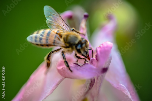 macro image of bee sucking nectar from pink flower 8