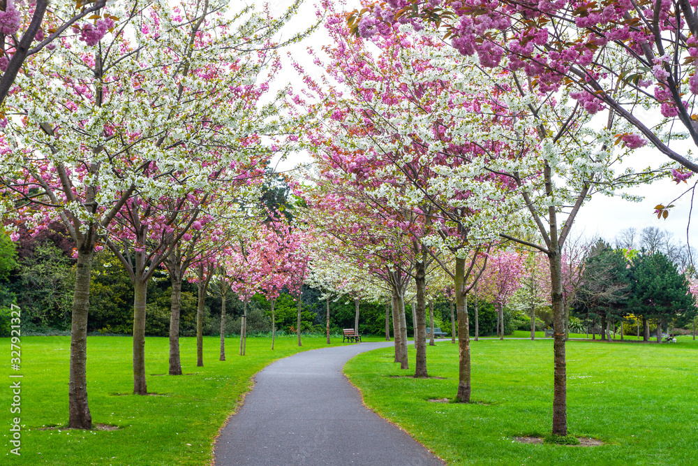 Cherry blossom trees (Prunus serrulata) along pathway with park benches during Spring season. Pink and white flowers blooming in Herbert Park, Dublin, Ireland, Europe. No people. Peaceful solitude