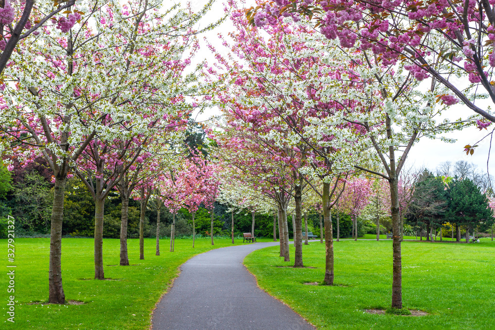 Cherry blossom trees (Prunus serrulata) along pathway with park benches during Spring season. Pink and white flowers blooming in Herbert Park, Dublin, Ireland, Europe. No people. Peaceful solitude Cherry blossom trees (Prunus serrulata) along pathway with park benches during Spring season. Pink and white flowers blooming in Herbert Park, Dublin, Ireland, Europe. No people. Peaceful solitude