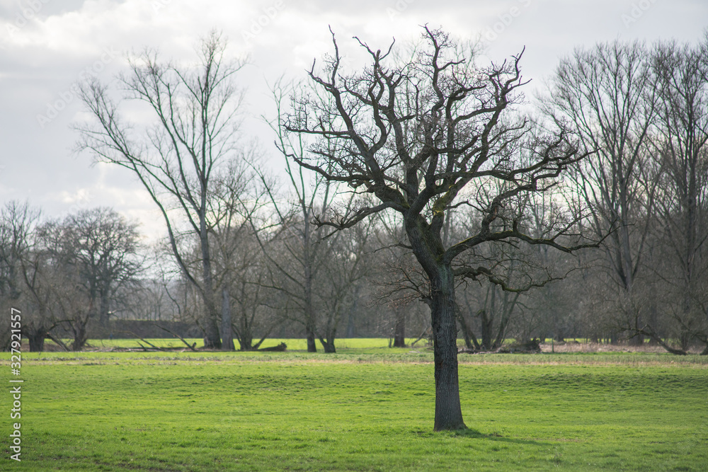 Floodplain in a snowless winter. View over the meadows with a single bare tree. Floodplain in a snowless winter. View over the meadows with a single bare tree.