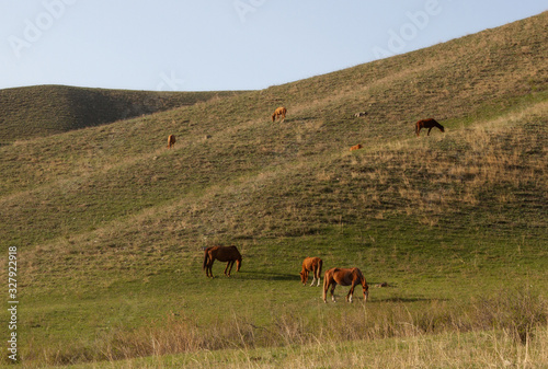 Panorama. Hilly terrain covered with green grass  pasture and grazing horses.