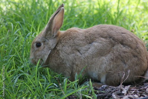 Rabbit