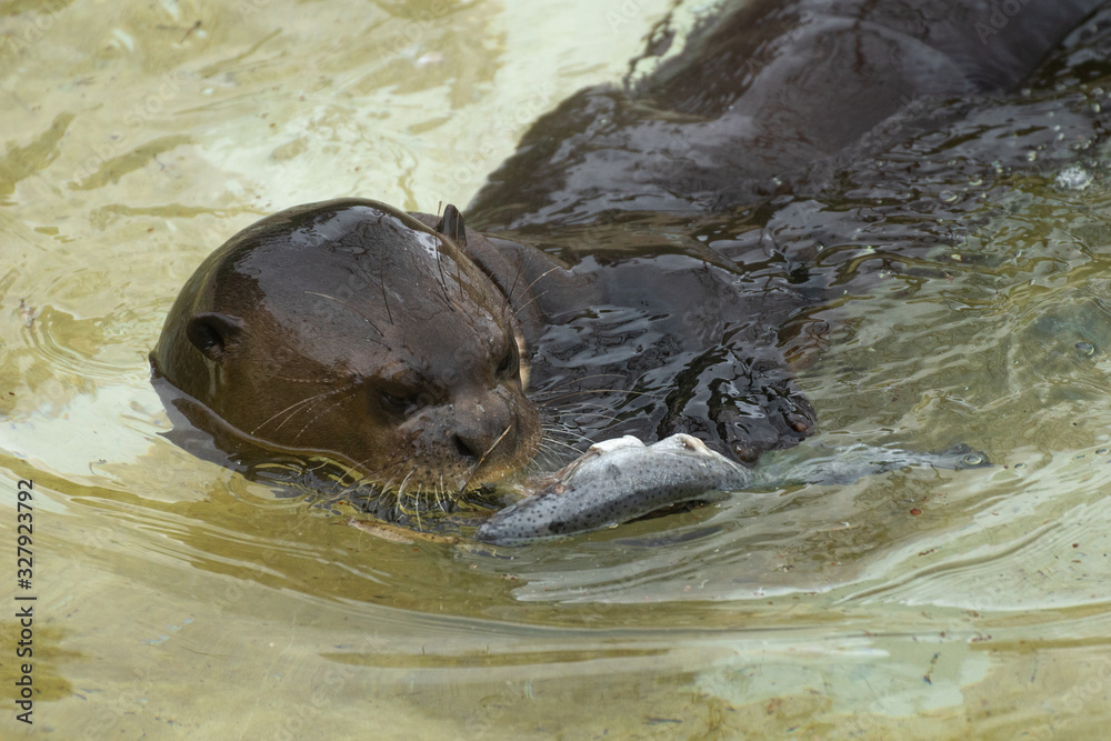 Fototapeta premium Portrait of a cute giant otter eating a fish