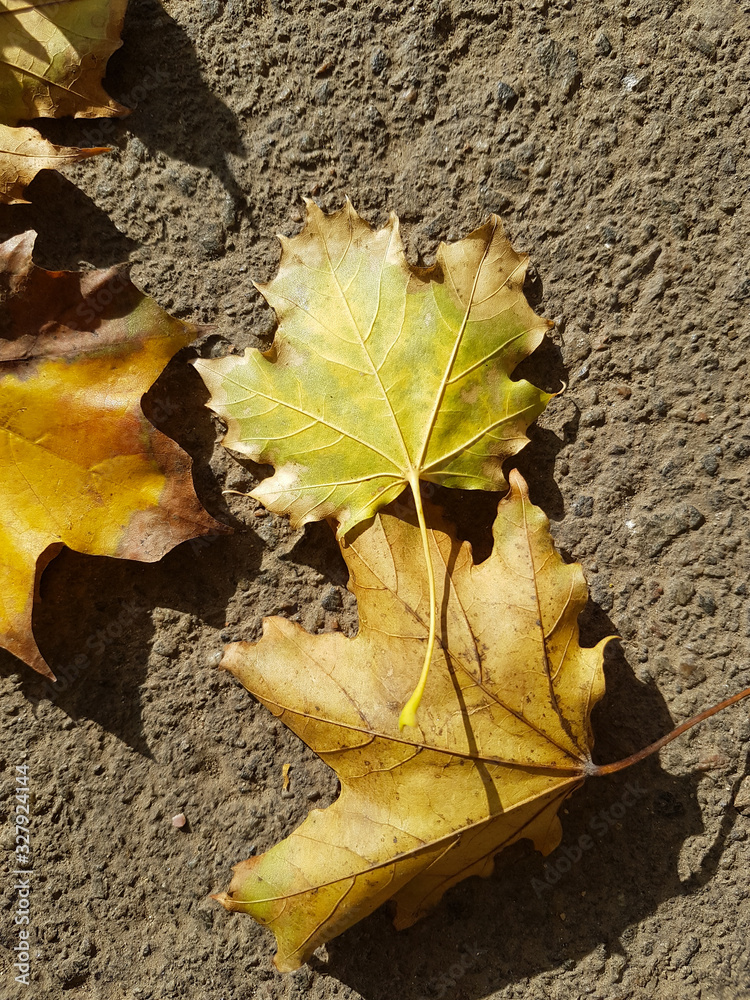 beautiful autumn background of golden leaves beautiful autumn background of golden leaves