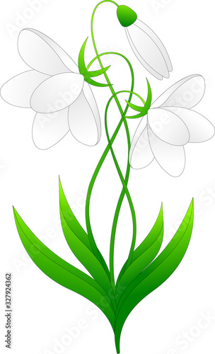 spring flowers with white petals