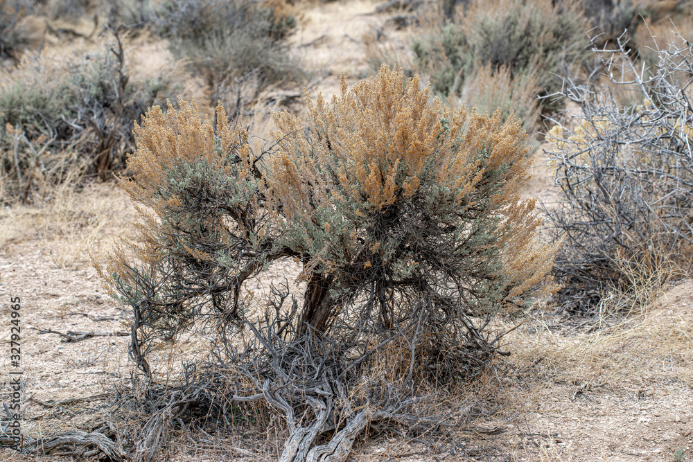 Foto de Wyoming big sagebrush (Artemisia tridentata subsp. wyomingensis