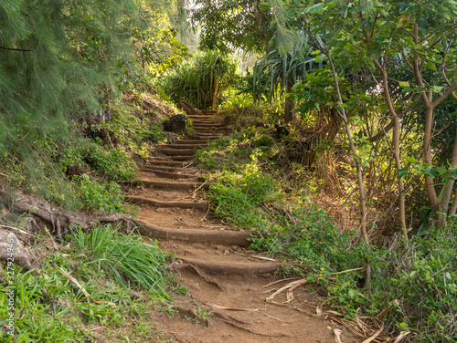 Steep steps made from tree roots up the famous Kalalau Trail on NaPali coast of Kauai