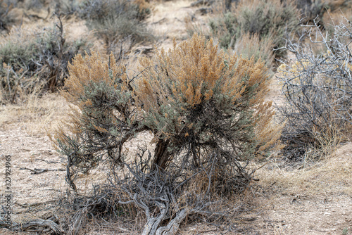 Wyoming big sagebrush (Artemisia tridentata subsp. wyomingensis) is the most common dominant species in the Great Basin covering millions of acres of high desert plains and valleys across the West. photo