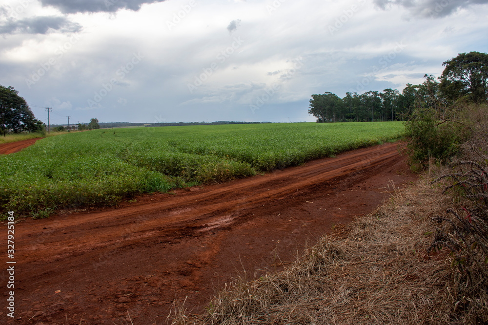 soybean plantation